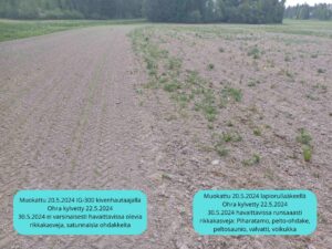 kivenhautaaja vs lapiorullaäes